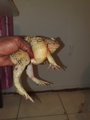 Pyxicephalus adspersus