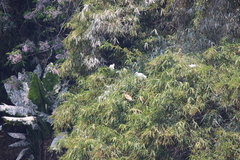Egretta garzetta dimorpha