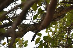 Python natalensis