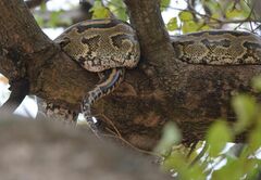 Python natalensis