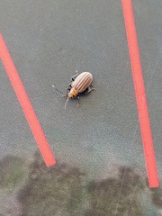 Neolochmaea dilatipennis