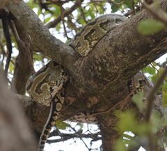Python natalensis