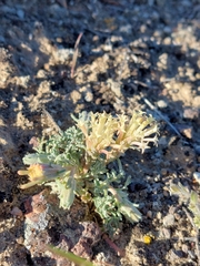 Chaenactis macrantha