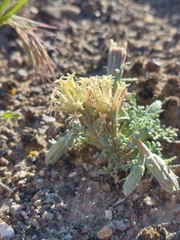 Chaenactis macrantha