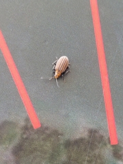 Neolochmaea dilatipennis