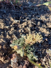 Chaenactis macrantha