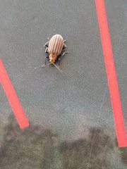 Neolochmaea dilatipennis