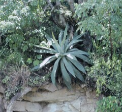Agave seemanniana