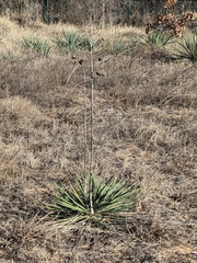 Yucca necopina