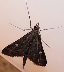 Dolicharthria punctalis