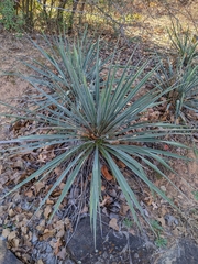 Yucca necopina