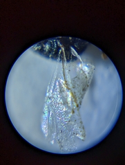 Eurytomidae