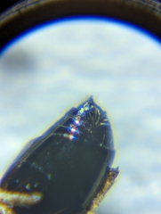 Eurytomidae