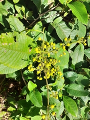 Davilla