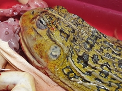 Pyxicephalus adspersus