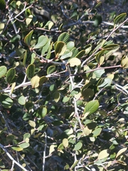Cercocarpus betuloides