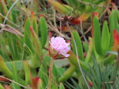 Armeria welwitschii