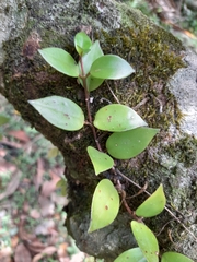 Codonanthopsis