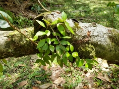 Codonanthopsis