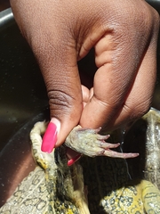 Pyxicephalus adspersus