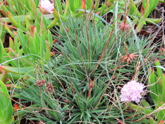 Armeria welwitschii