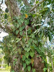 Philodendron hederaceum