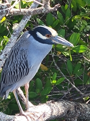 Nyctanassa violacea