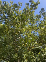 Elaeocarpus dentatus