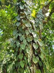 Philodendron hederaceum