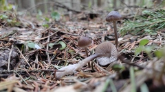 Mycena plumipes