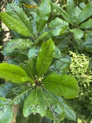 Elaeocarpus dentatus