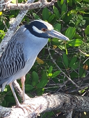 Nyctanassa violacea