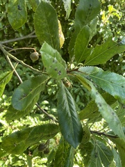 Elaeocarpus dentatus