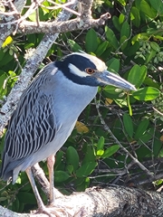 Nyctanassa violacea