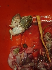 Pyxicephalus adspersus