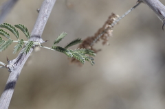 Vachellia hebeclada