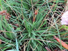 Armeria welwitschii