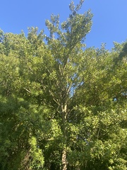 Elaeocarpus dentatus