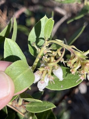 Arctostaphylos tomentosa hebeclada