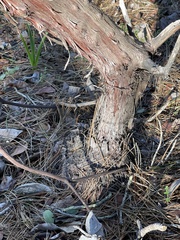 Arctostaphylos tomentosa hebeclada
