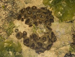 Palythoa grandiflora