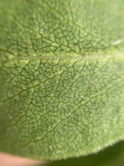 Arctostaphylos tomentosa hebeclada