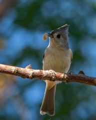 Baeolophus atricristatus