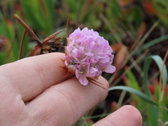Armeria welwitschii