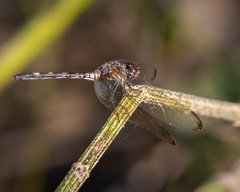 Dythemis
