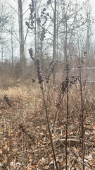 Dasistoma macrophylla