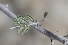 Vachellia hebeclada