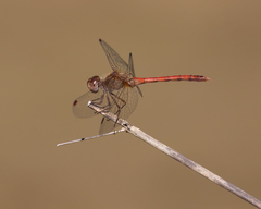 Sympetrum vicinum