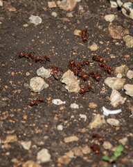 Pogonomyrmex barbatus