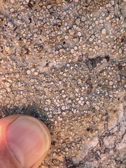 Lecanora caesiorubella